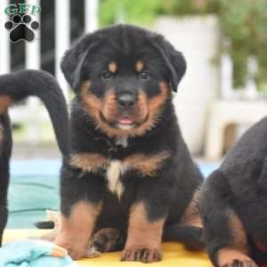 Axel, Rottweiler Mix Puppy